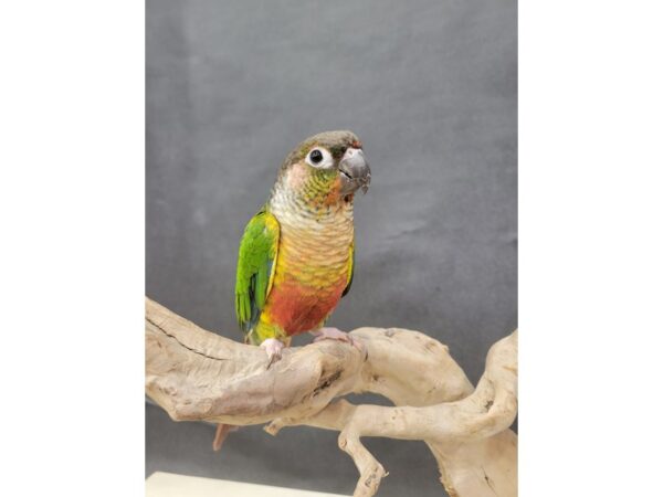 Green Cheek Conure-BIRD--Standard-21553-Petland Bolingbrook, IL