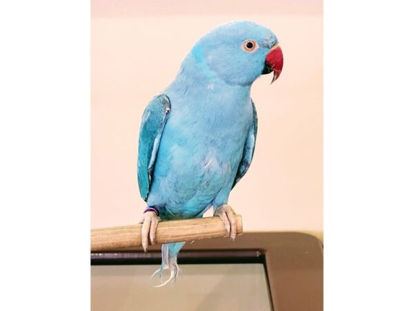 Blue Ringneck Parakeet-BIRD--Blue-13330-Petland Bolingbrook, IL