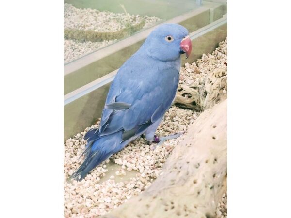 Violet Indian Ringneck-BIRD--Violet-13331-Petland Bolingbrook, IL