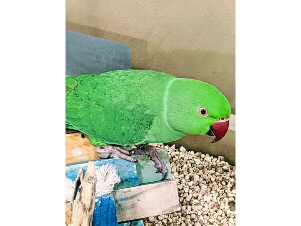 Green Indian Ringneck Parakeet-BIRD--Green-13332-Petland Bolingbrook, IL