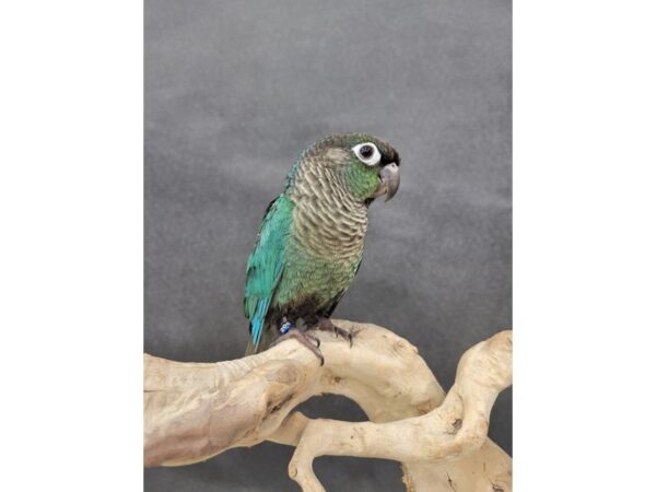 Green Cheek Conure-BIRD-Male-Turquoise-21557-Petland Bolingbrook, IL