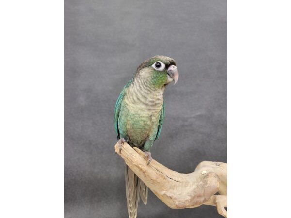 Green Cheek Conure-BIRD-Male-Turquoise-21558-Petland Bolingbrook, IL