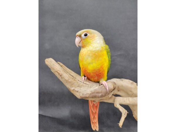 Green Cheek Conure-BIRD-Female-Pineapple-21559-Petland Bolingbrook, IL