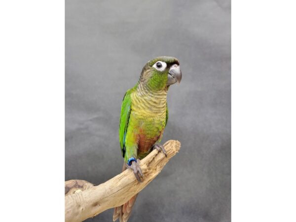 Green Cheek Conure-BIRD-Male-Standard-21556-Petland Bolingbrook, IL