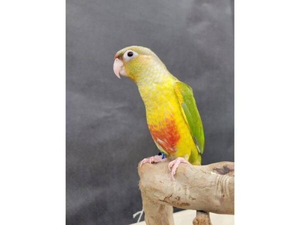 Green Cheek Conure-BIRD-Female-Pineapple-21555-Petland Bolingbrook, IL