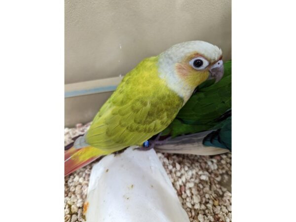 Conure-BIRD-Female-Green Cheek-13337-Petland Bolingbrook, IL