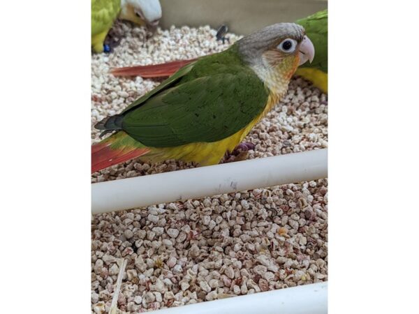 Conure-BIRD-Female-Green Cheek-13338-Petland Bolingbrook, IL