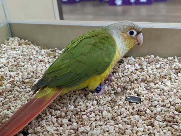 Conure-BIRD-Female-Green Cheek-13339-Petland Bolingbrook, IL