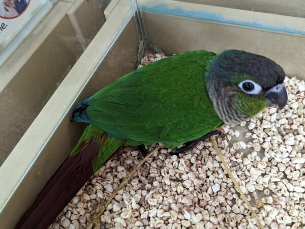 Conure BIRD Male Green Cheek 13335 Petland Bolingbrook, IL
