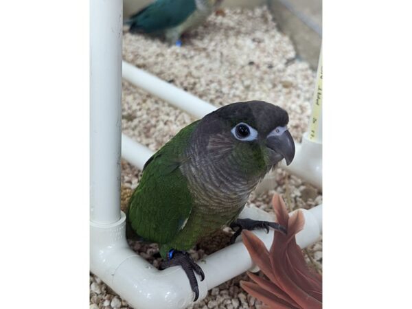 Conure-BIRD-Male-Green Cheek-13336-Petland Bolingbrook, IL