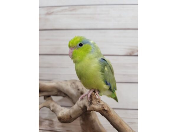 parrotlet-BIRD--Yellow-21566-Petland Bolingbrook, IL