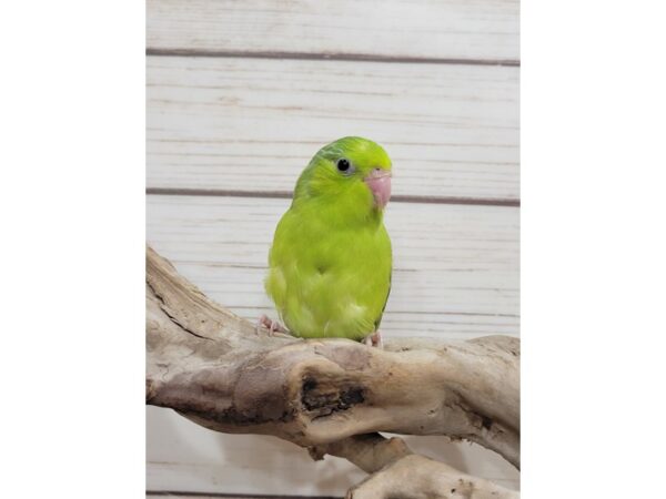 parrotlet-BIRD--Pied Green-21565-Petland Bolingbrook, IL