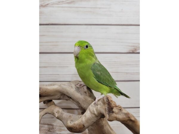 parrotlet-BEARDED DRAGON--Pied Green-21564-Petland Bolingbrook, IL