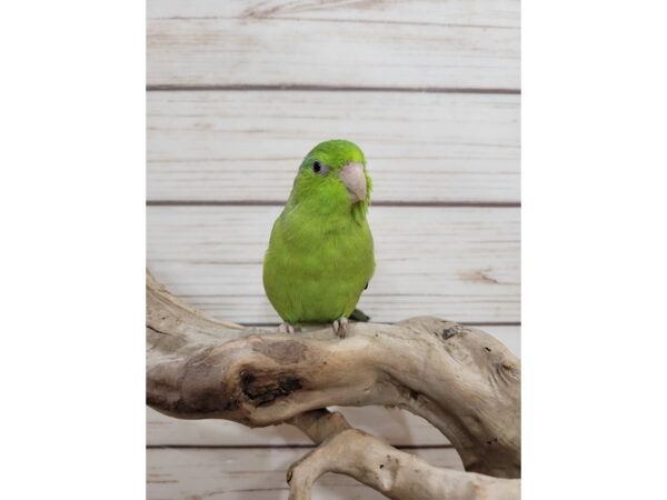 parrotlet BIRD Pied Green 21563 Petland Bolingbrook, IL