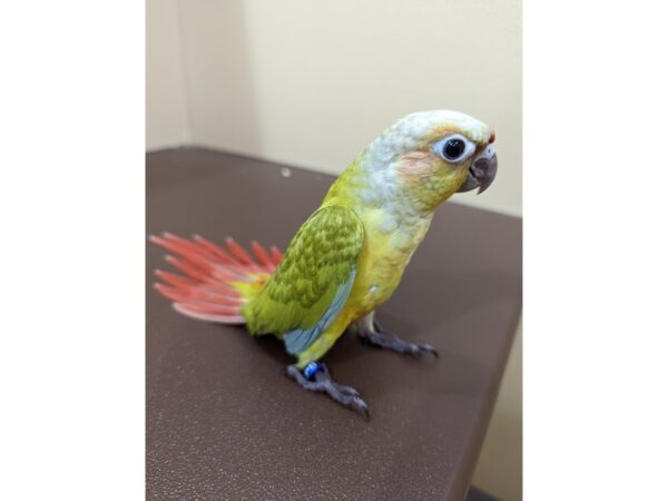 Conure-BIRD-Male-Dilute-13346-Petland Bolingbrook, IL