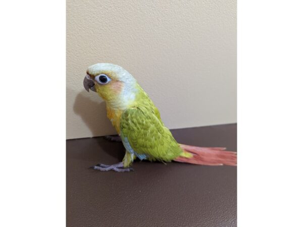 Conure-BIRD-Male--13347-Petland Bolingbrook, IL