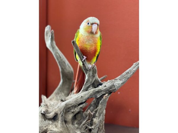 Green Cheek Conure-BIRD-Male--21322-Petland Bolingbrook, IL