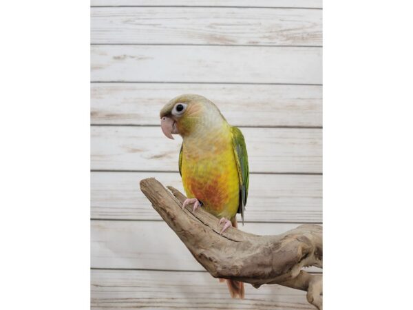 Green Cheek Conure-BIRD-Female-Pineapple-21568-Petland Bolingbrook, IL