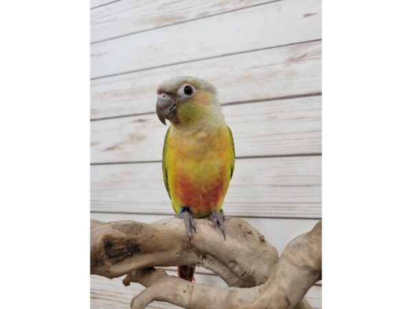 Green Cheek Conure-BIRD--Pineapple-21570-Petland Bolingbrook, IL