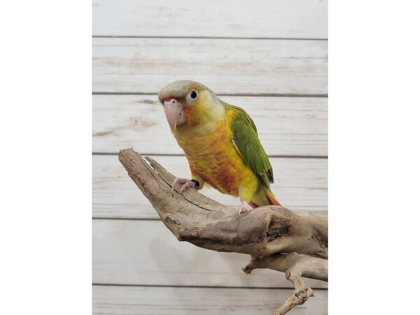 Green Cheek Conure-BIRD-Female-Pineapple-21572-Petland Bolingbrook, IL