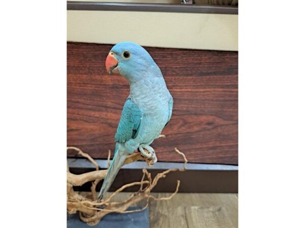 Indian Ringneck Parakeet-BIRD-Male-Turquoise/Blue-13349-Petland Bolingbrook, IL