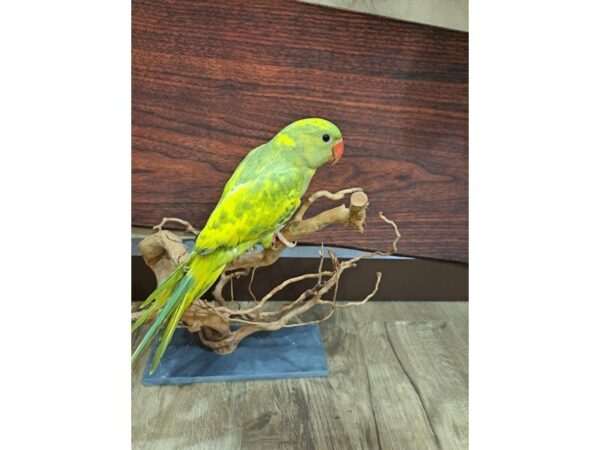 Indian Ringneck Parakeet-BIRD-Male--13352-Petland Bolingbrook, IL