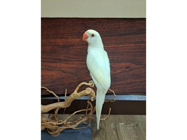 Indian Ringneck Parakeet-BIRD-Female-Creamino-13351-Petland Bolingbrook, IL