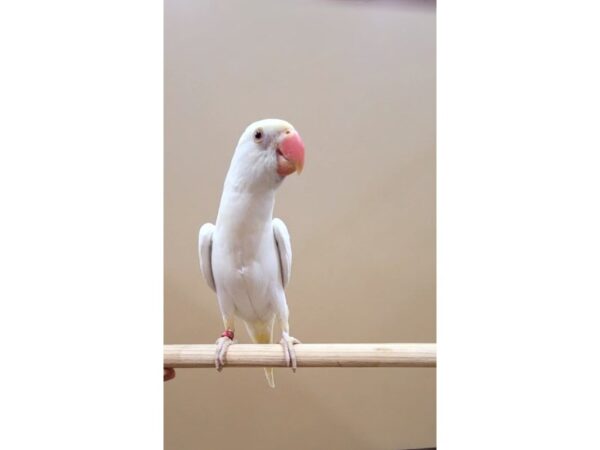 Indian Ringneck Parakeet-BIRD-Female-Creamino-21574-Petland Bolingbrook, IL