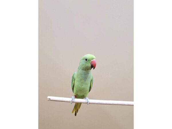 Green Indian Ringneck Parakeet-BIRD-Male-Green-21577-Petland Bolingbrook, IL