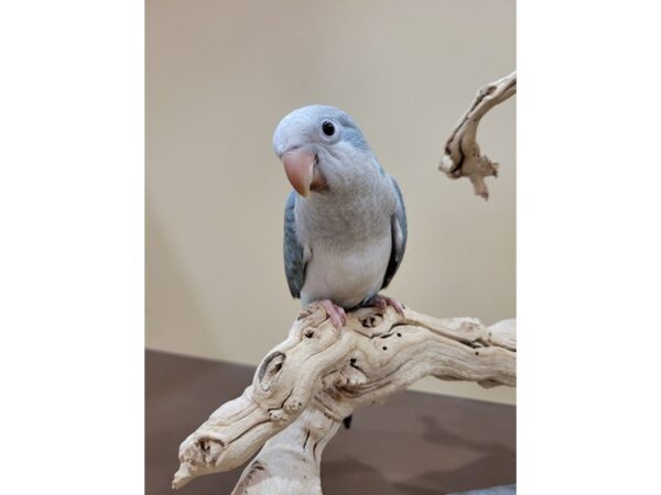 Quaker Parrot-BIRD--Blue (grey)-21579-Petland Bolingbrook, IL