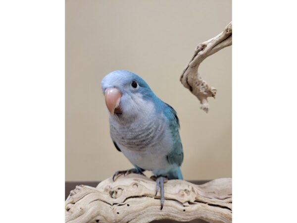 Quaker Parrot-BIRD--Blue-21580-Petland Bolingbrook, IL