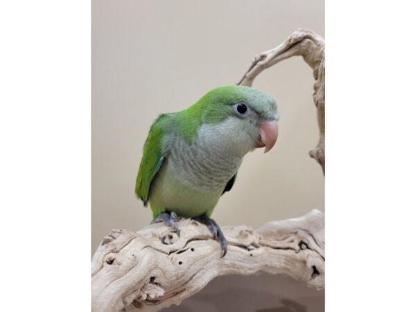 Quaker Parrot BIRD Green 21581 Petland Bolingbrook, IL