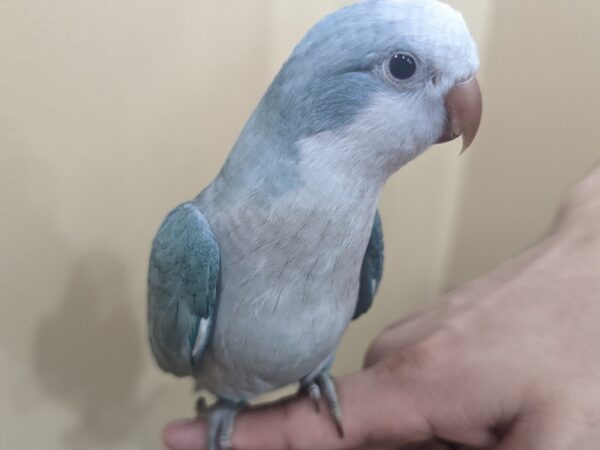 Quaker Parrot-BIRD--Blue-13364-Petland Bolingbrook, IL