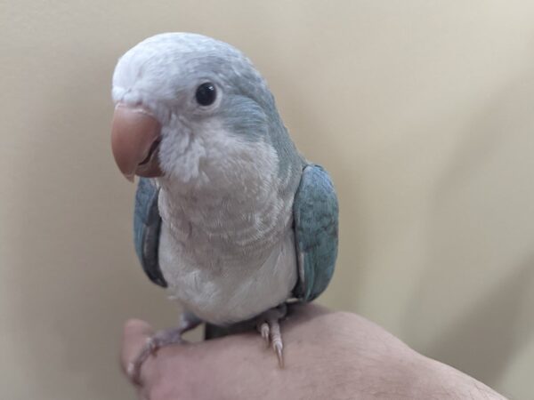 Quaker Parrot-BIRD--Blue-13363-Petland Bolingbrook, IL