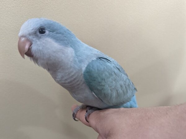 Quaker Parrot-BIRD--Blue-13365-Petland Bolingbrook, IL