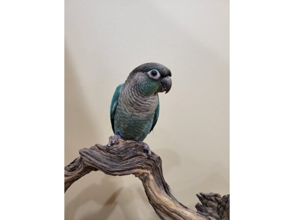Conure-BIRD-Male-Dilute-21582-Petland Bolingbrook, IL