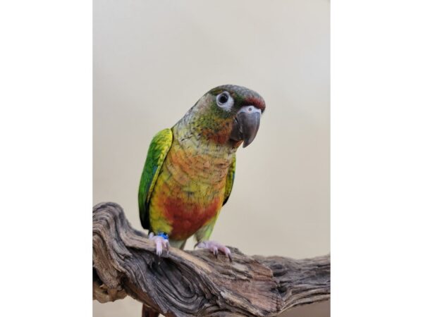 Conure-BIRD-Female-Cinnamon-21584-Petland Bolingbrook, IL