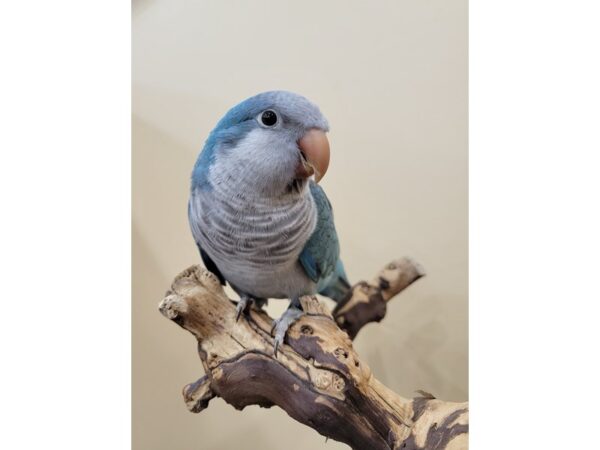 Quaker Parrot-BIRD--Blue-21586-Petland Bolingbrook, IL
