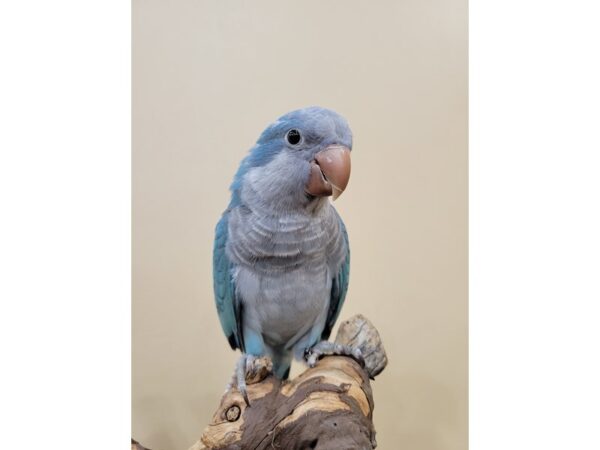 Quaker Parrot-BIRD--Blue-21587-Petland Bolingbrook, IL