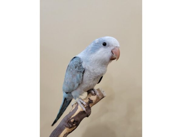 Quaker Parrot-BIRD--Blue Opaline-21593-Petland Bolingbrook, IL