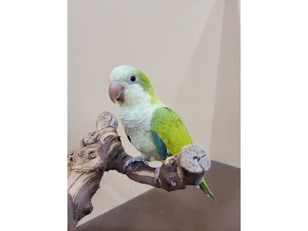 Quaker Parrot-BIRD--Green Opaline-21590-Petland Bolingbrook, IL
