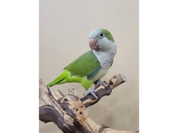 Quaker Parrot-BIRD--Green-21592-Petland Bolingbrook, IL