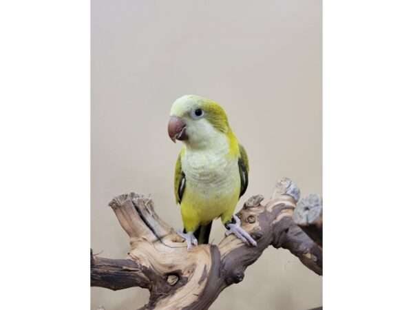 Quaker Parrot-BIRD--Grey Green Opaline-21591-Petland Bolingbrook, IL