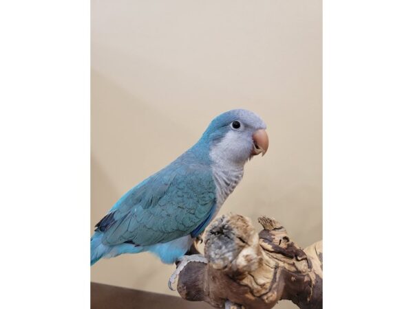 Quaker Parrot BIRD Blue 21588 Petland Bolingbrook, IL