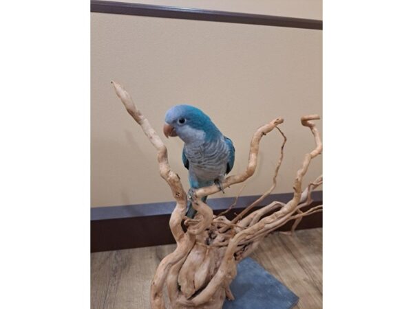 Quaker Parrot-BIRD--Blue-13376-Petland Bolingbrook, IL