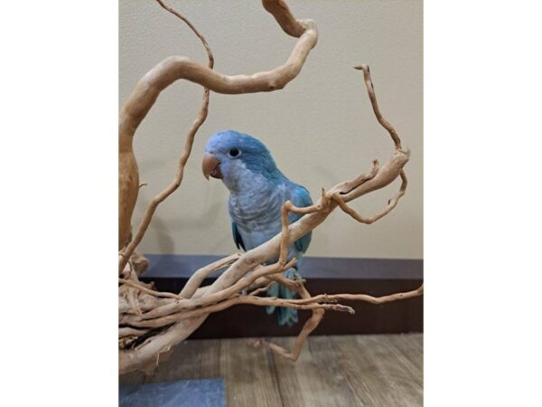 Quaker Parrot-BIRD--Blue-13375-Petland Bolingbrook, IL
