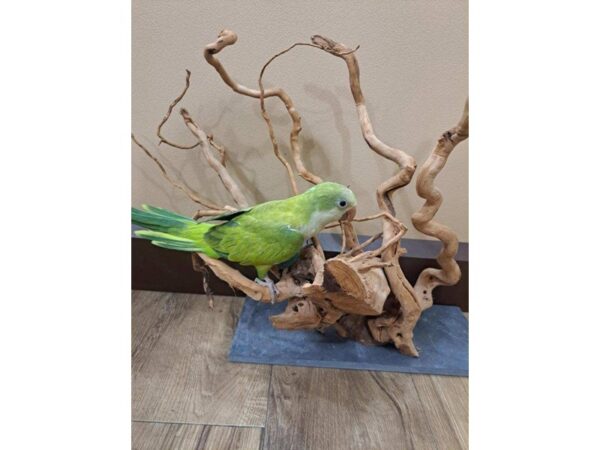 Quaker Parrot-BIRD--Green Opaline-13367-Petland Bolingbrook, IL