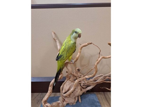 Quaker Parrot BIRD Grey Green Opaline 13368 Petland Bolingbrook, IL