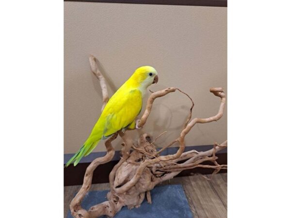 Quaker Parrot BIRD Green Crossover 13369 Petland Bolingbrook, IL