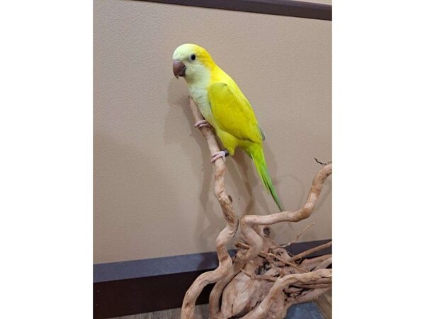 Quaker Parrot-BIRD--Green Crossover-13370-Petland Bolingbrook, IL